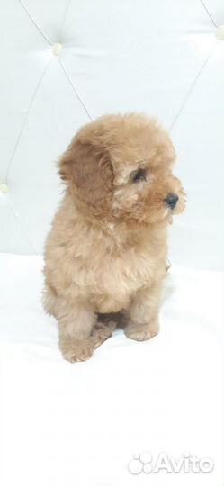 Той пудель щенок девочка