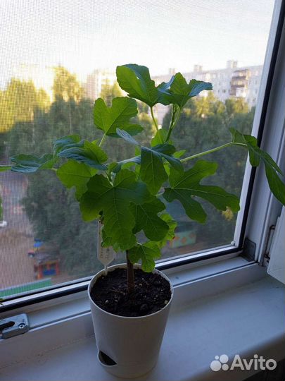 Инжир Адриатический