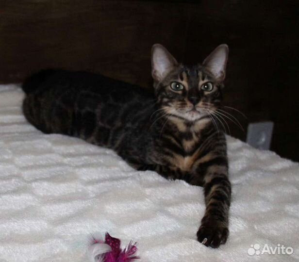 Пристраивается кошка