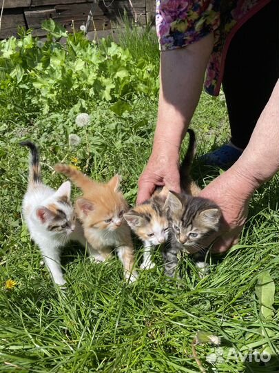 Котята бесплатно