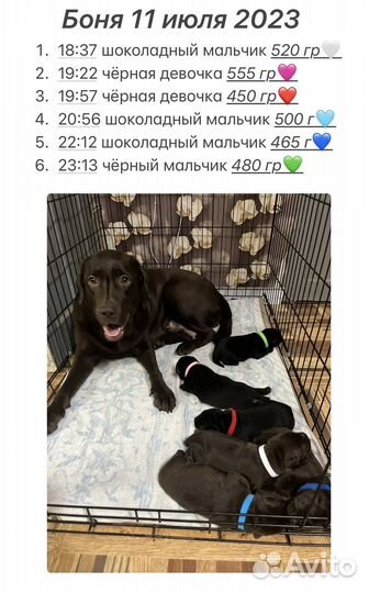 Щенки лабрадора