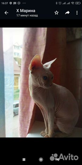 Кошка в дар бесплатно