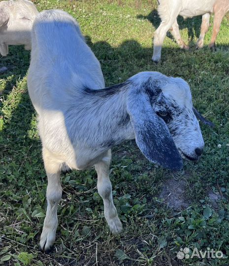 Продаются козочки