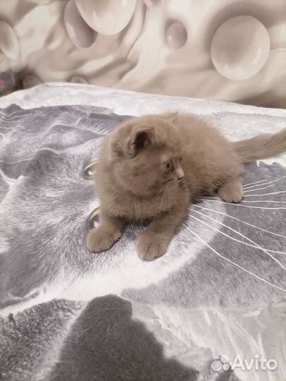 Домашние животные котята