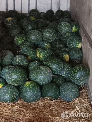 Арбуз оптом