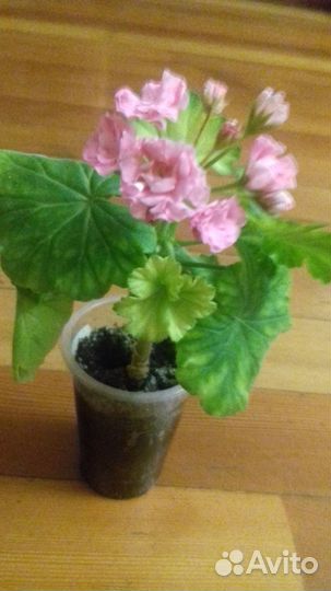 Пеларг.герань розебуд, тархун, рудбекия, клематис