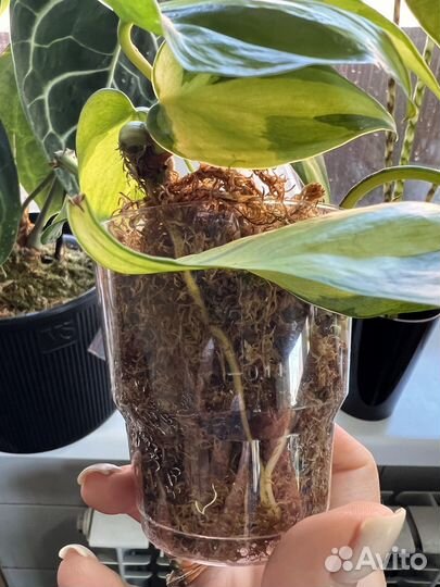 Philodendron scandens Brasil