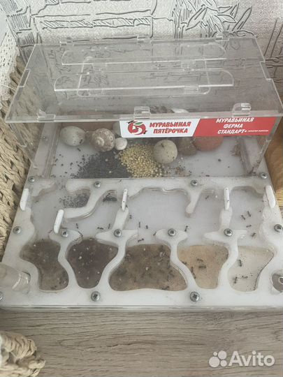 Муравьиная ферма