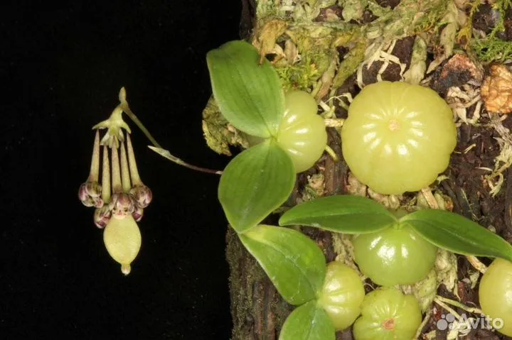 Микро орхидея Bulbophyllum physometrum