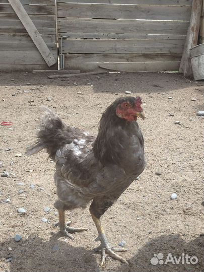 Молодые петухи