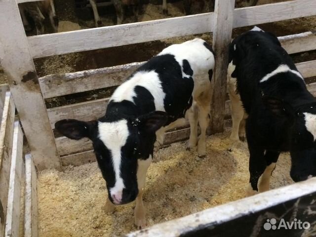 Авито алексеевское животных. Авито животные свинья. Овцы в белгородской. Сельхоз животные в белгороде. Авито алексеевское животных.