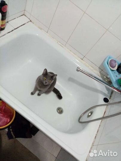 Кошка в дар бесплатно