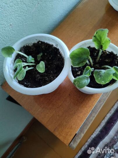 Сортовые фиалки