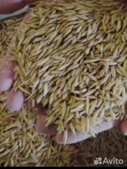 Продам ячмень, овес