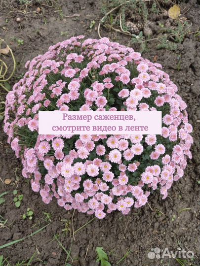 Хризантемы мультифлора