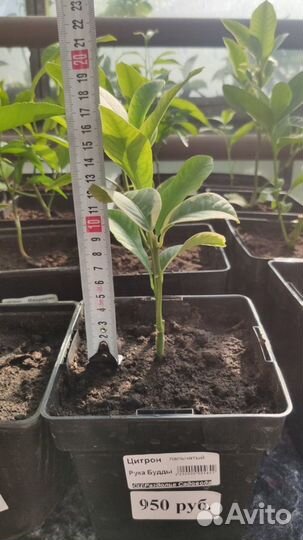 Цитрон пальчатый Рука Будды