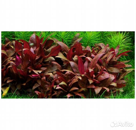 Аквариумные растения