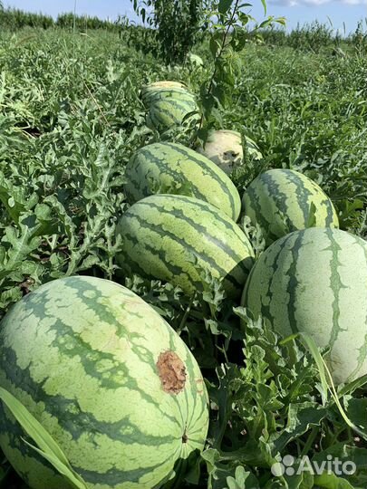 Арбуз Оптом