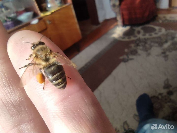 Пчеломатки карпатка