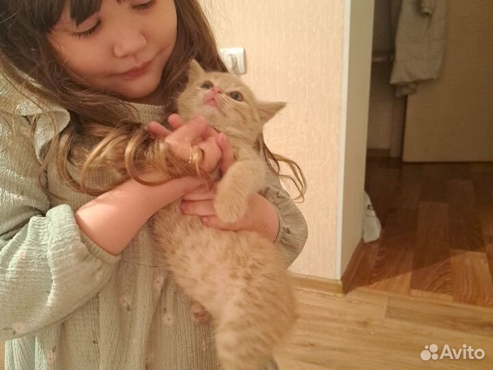 Кот