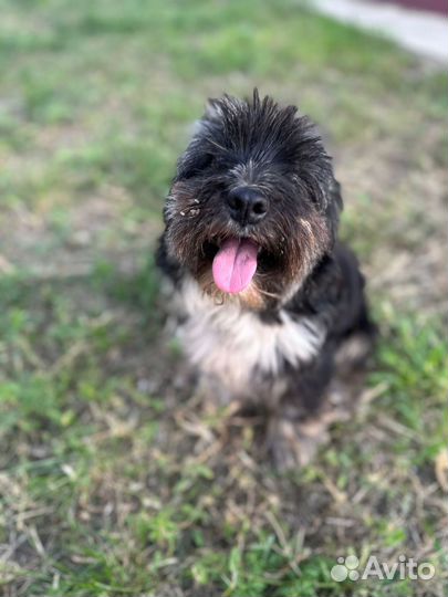 Чудесный пёсик