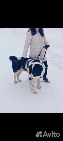 Собака в добрые руки алабай