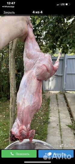 Продам мясо кролика 450р/кг