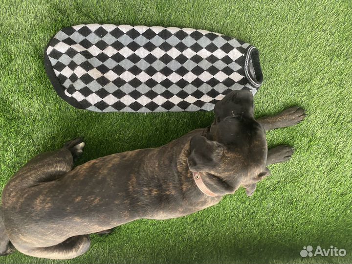 Жилетка для крупных собак