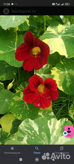 Настурция Аляска(рассада)