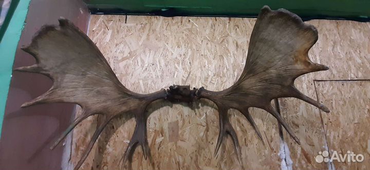 Продам рога лося