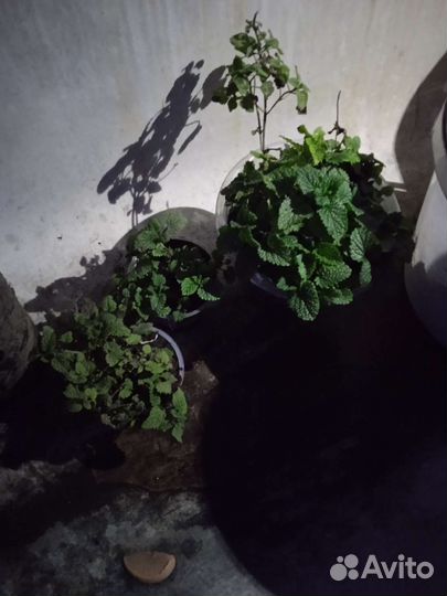 Рассада мяты