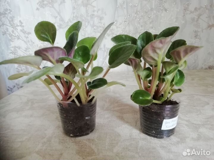 Фиалка Рожева Конвалия