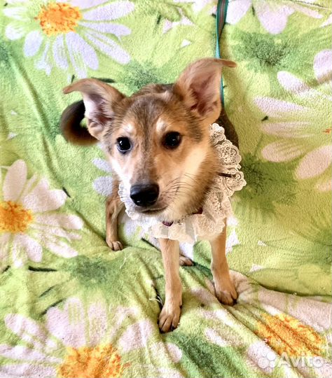 Белочка Лорна