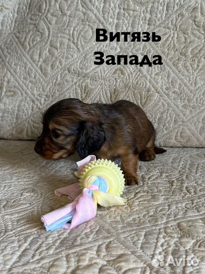 Длинношерстная такса кроличья/миниатюрная