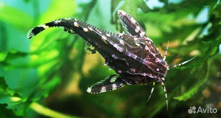 Рыба аквариумная