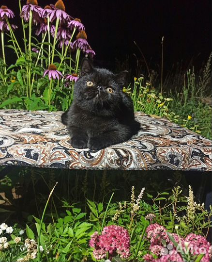 Экзотический мальчик чёрное золото