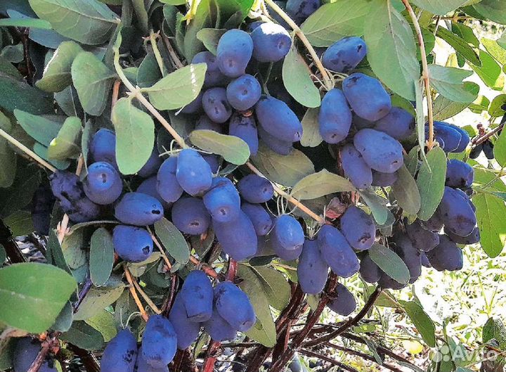 Жимолость канадских и российских сортов