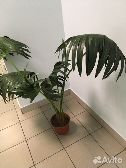 Искусственные цветы для декора