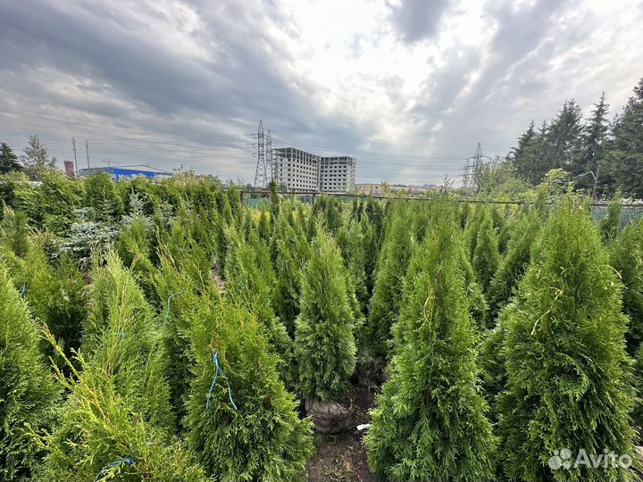 Туя Смарагд, Брабант, Даника