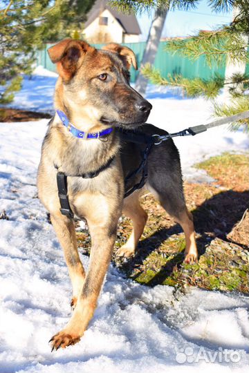 Щенок мальчик Оскар 5 мес