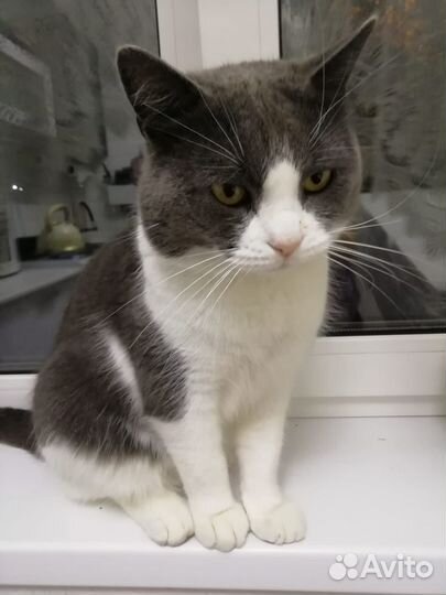 Кот крупный