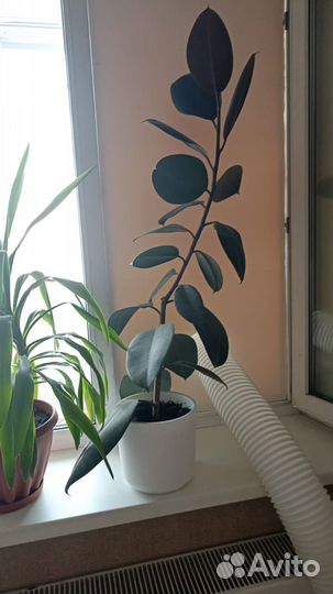 Фикус эластика робуста