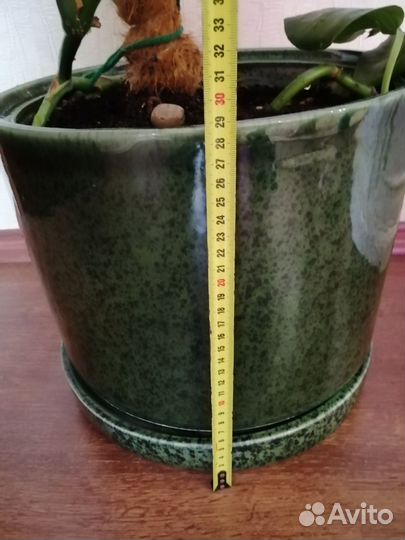 Горшок с монстерой