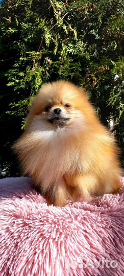 Померанский шпиц Мини