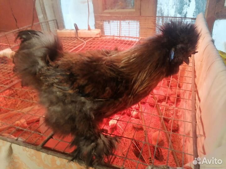 Китайские шелковые куры