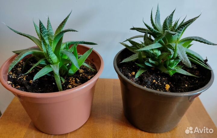 Алоэ Остистое, Пилея Кадье