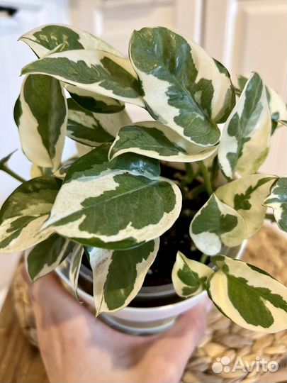 Эпипремнум н джой