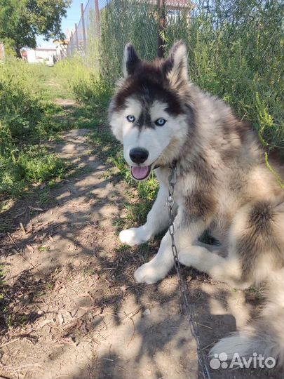 Щенок мальчик хаски