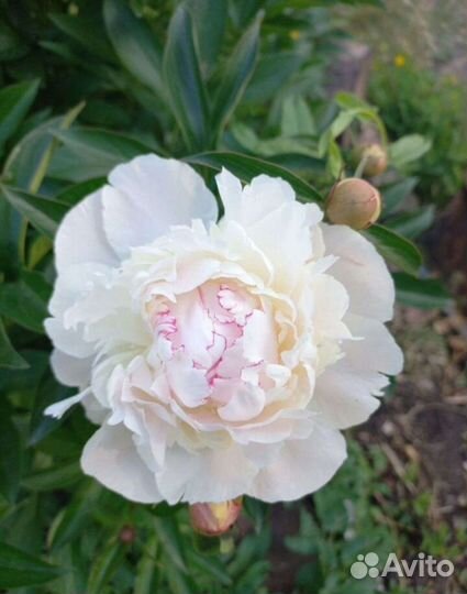 Корни пионов оптом. Голландия