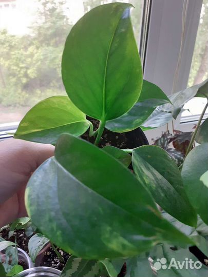 Сциндапсус